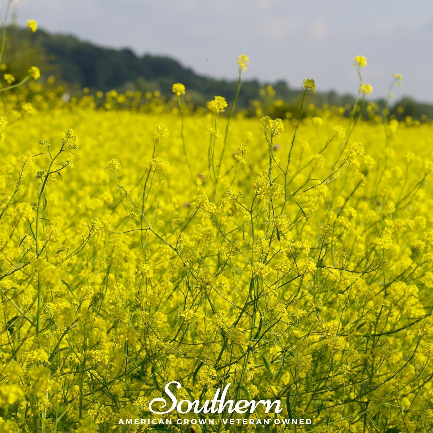 Black Mustard Seeds 500 | Heirloom Brassica nigra | Pungent Spice for Mustard, Pickling & Greens