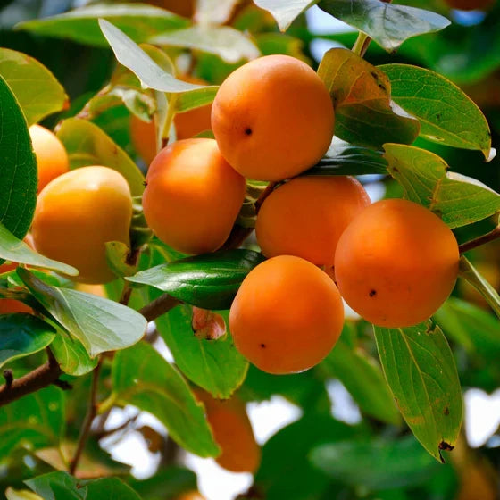 American Persimmon Tree Bare Root Seedling – Native Edible Fruit Tree for USDA Zones 4-9
