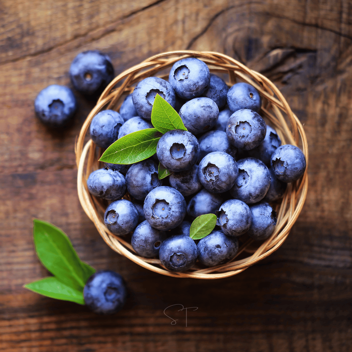 Northern Highbush Blueberry Seeds – Vaccinium corymbosum – Heirloom, Open Pollinated, Juicy Berries