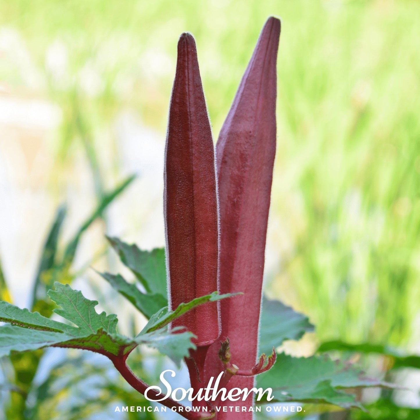 Red Burgundy Okra Seeds – Heirloom, All-American Selections Winner, Crimson-Red Pods, Non-GMO, 50 Seeds, Heat-Tolerant Vegetable