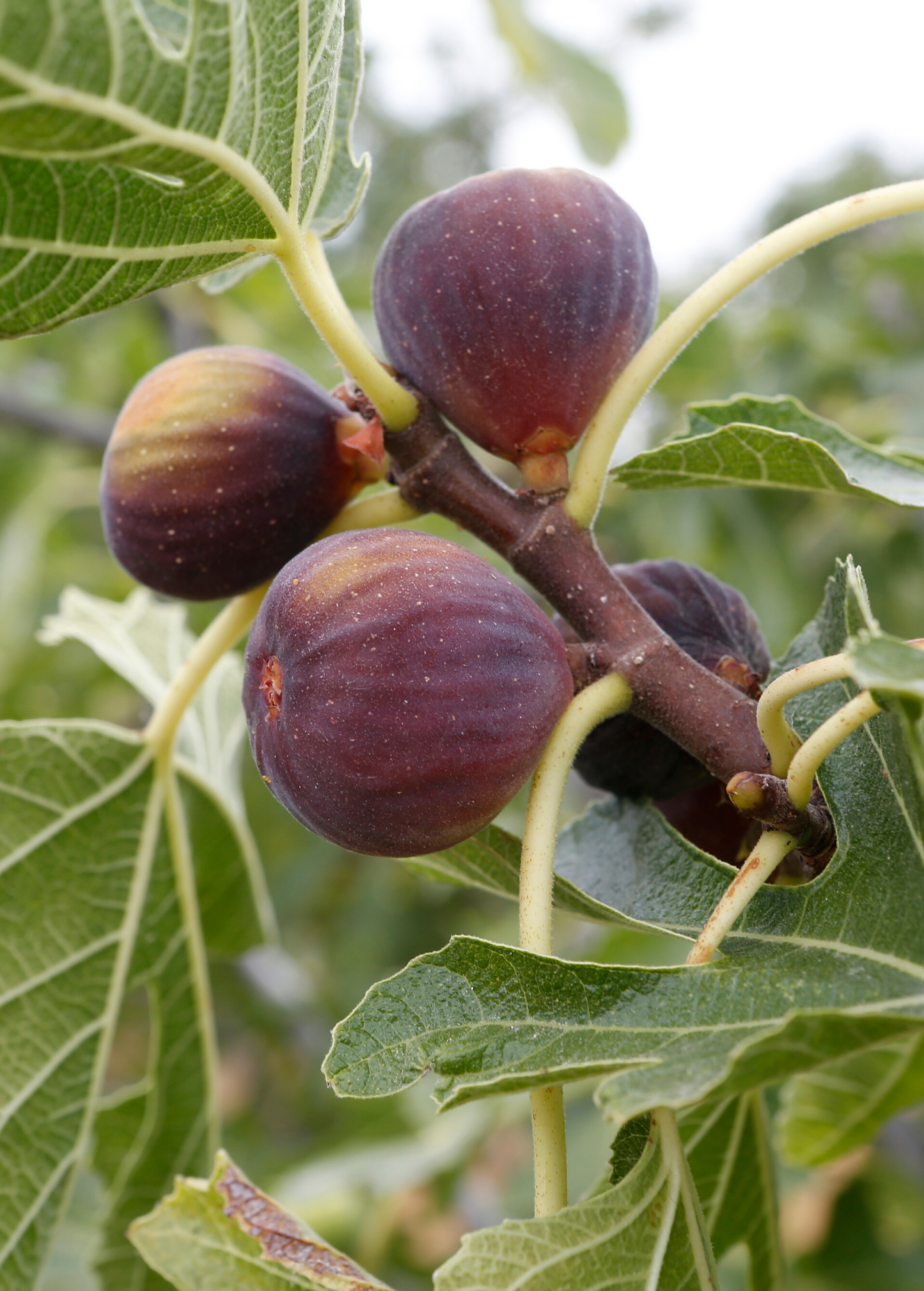 Fig Tree - Cold-Hardy Olympian Ficus carica with Sweet Juicy Figs for Cooler Climates