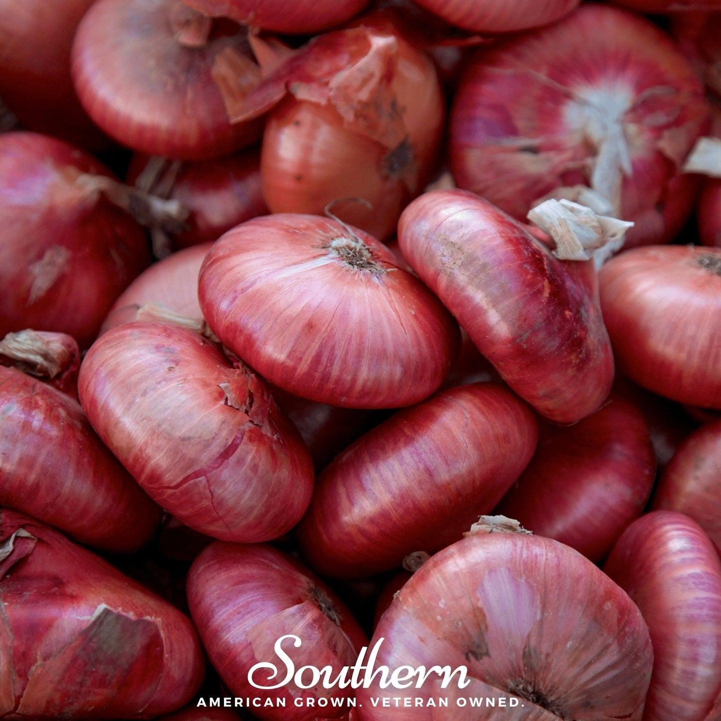 Red Cipollini Onion Seeds – Heirloom Non-GMO, Sweet Flavor, Allium fistulosum, 100 Seeds