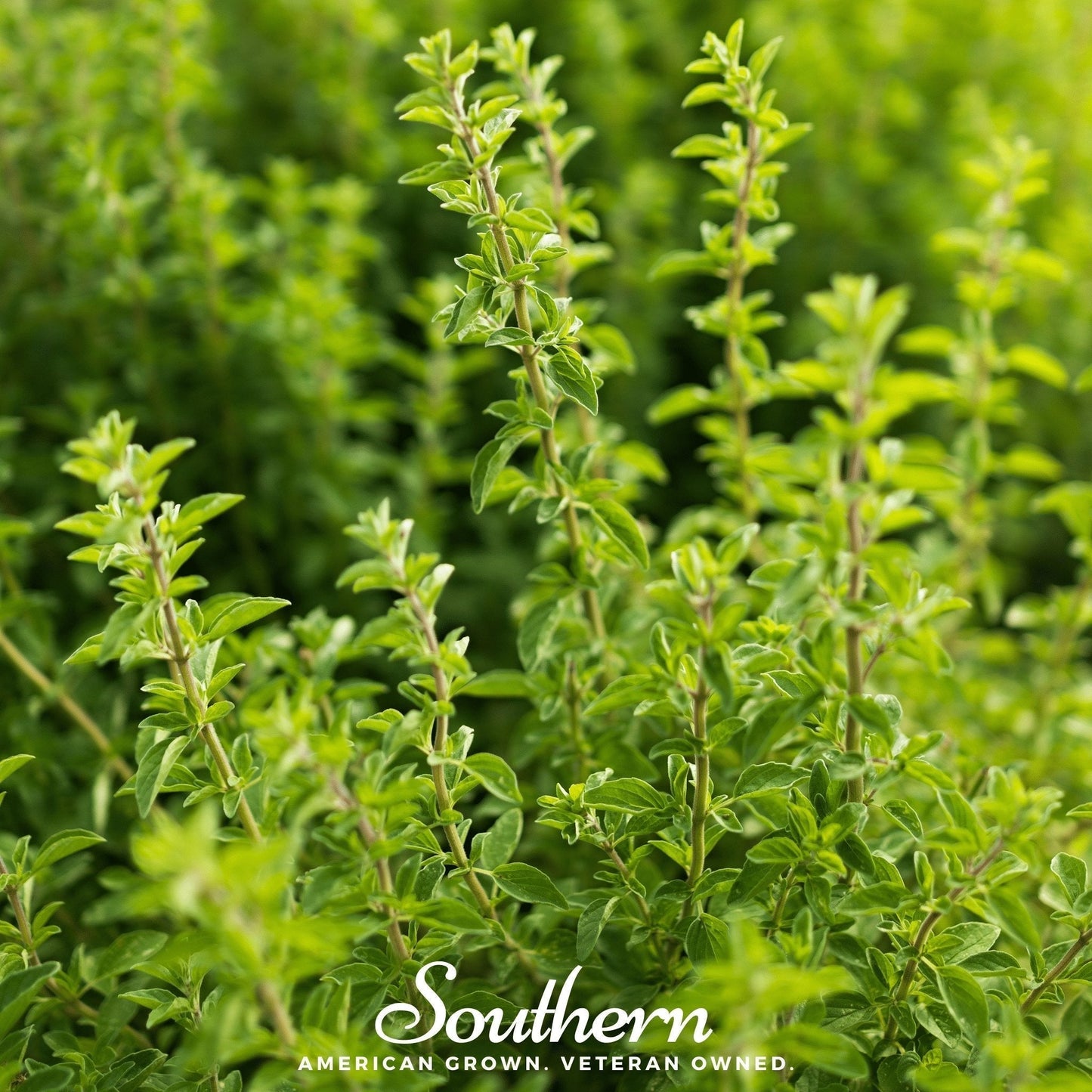 Italian Oregano Seeds – 200 Heirloom, Non-GMO, Perennial, Origanum vulgare for Cooking & Herb Garden