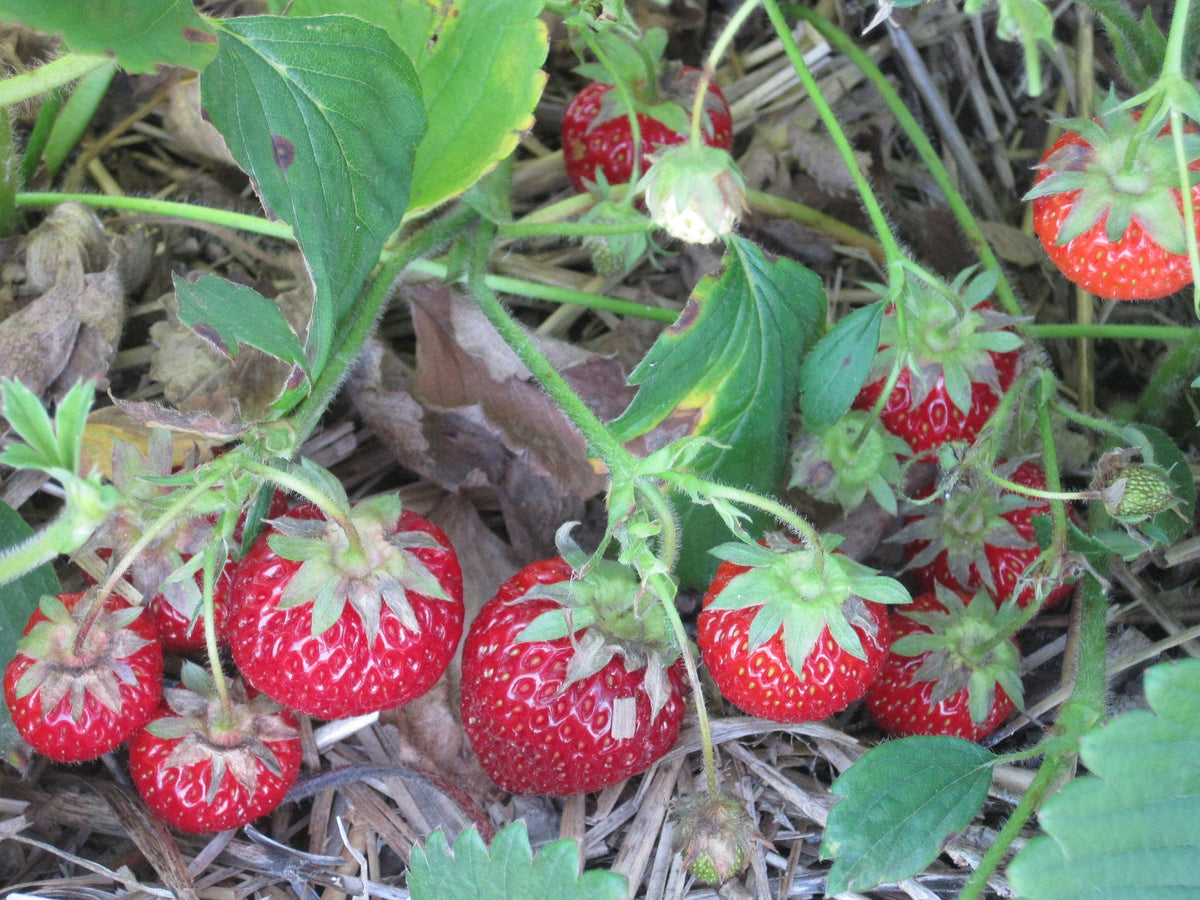 Seascape Strawberry Plants Bare Root Everbearing Large Sweet Berries Non-GMO
