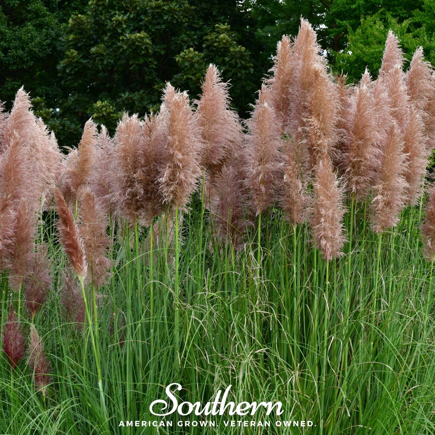Pink Pampas Grass Seeds – Ornamental, Dried Floral Use, Cortaderia selloana, Perennial, Pink Feathery Plumes, 100 Seeds
