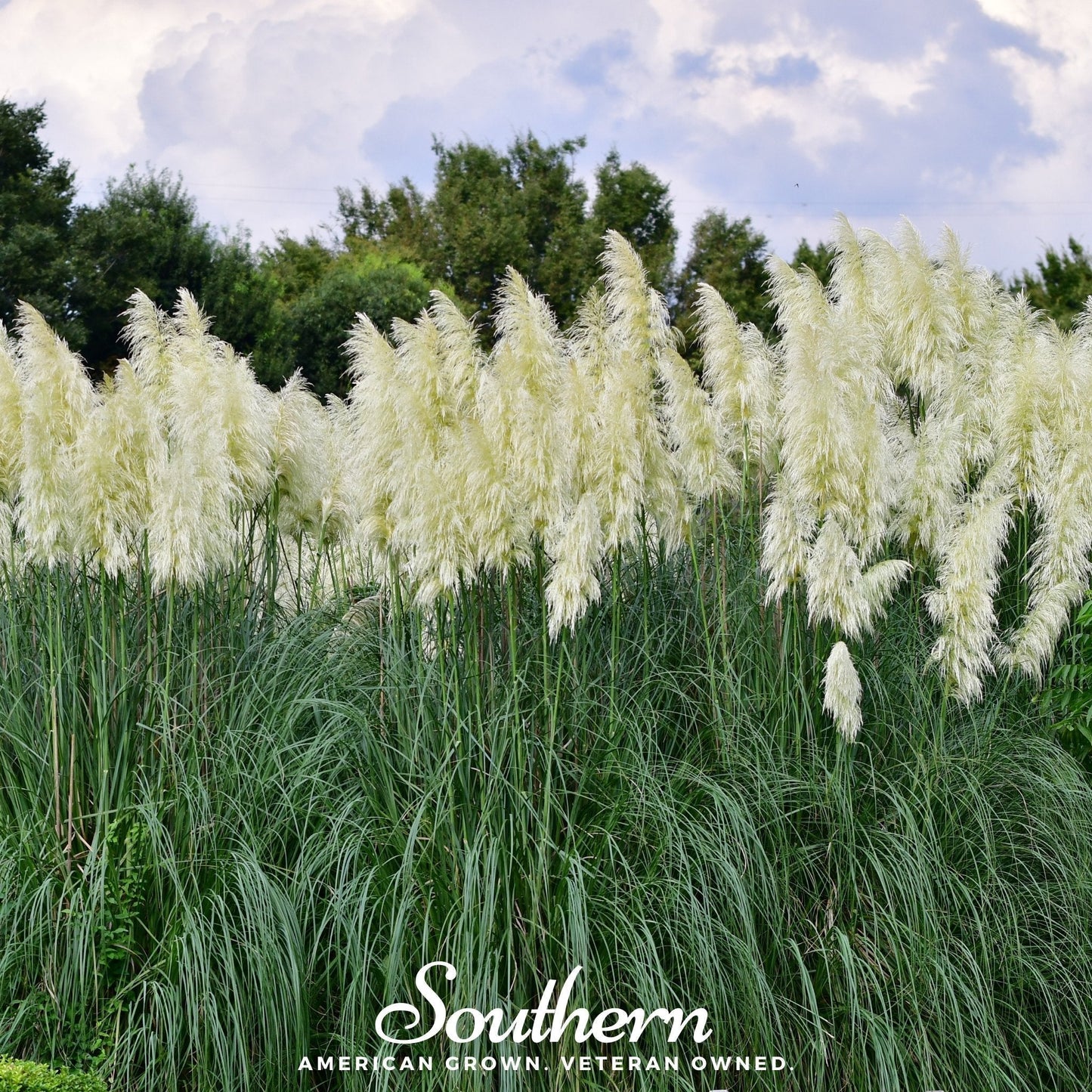 White Pampas Grass Seeds – Ornamental, Dried Floral, Architectural, Cortaderia selloana, Perennial, White Plumes