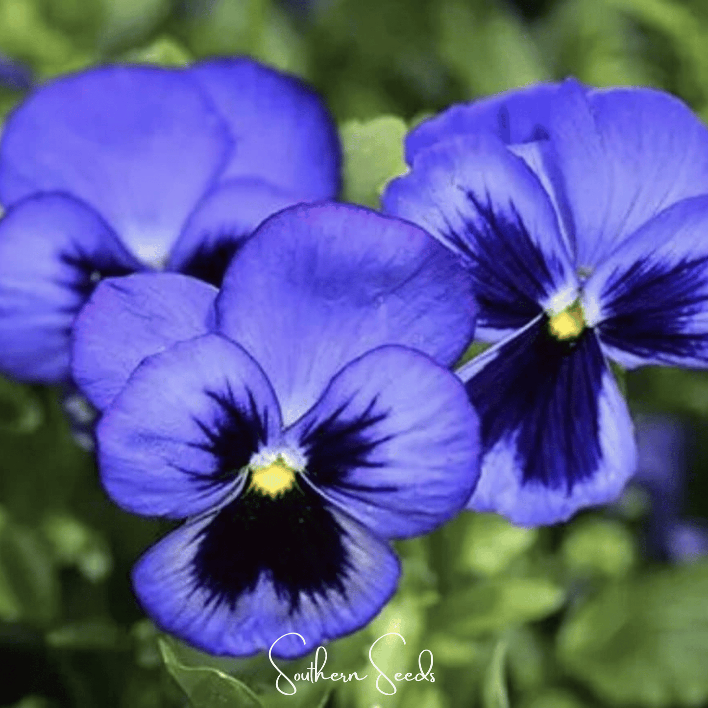 Swiss Giant Ullswater Pansy Seeds – Large Blue & Black Heirloom Viola wittrockiana, Cool-Season Annual