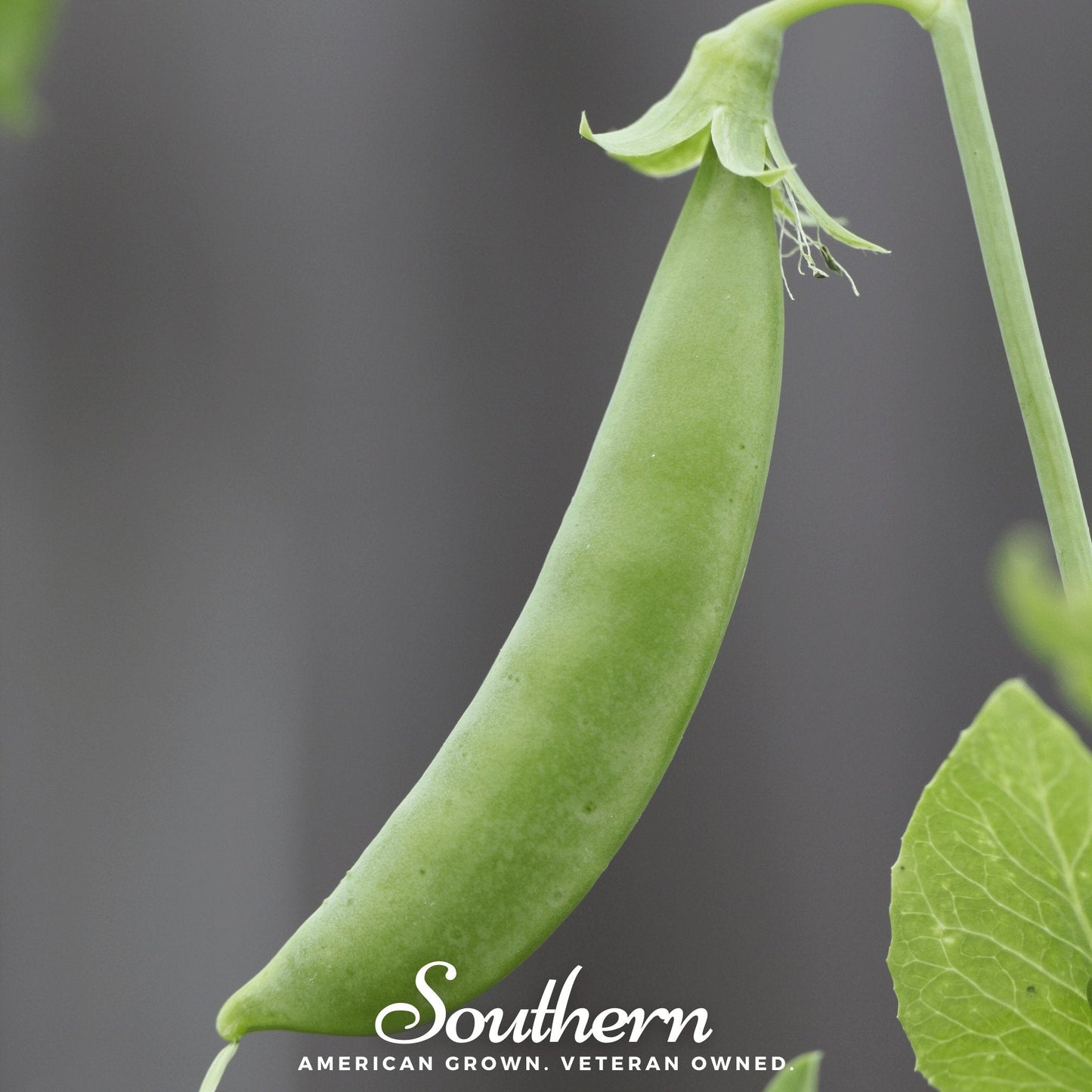 Sugar Snap Pea Seeds – All-American Selections Winner, Edible Pods, Heirloom, Non-GMO, 20 Seeds