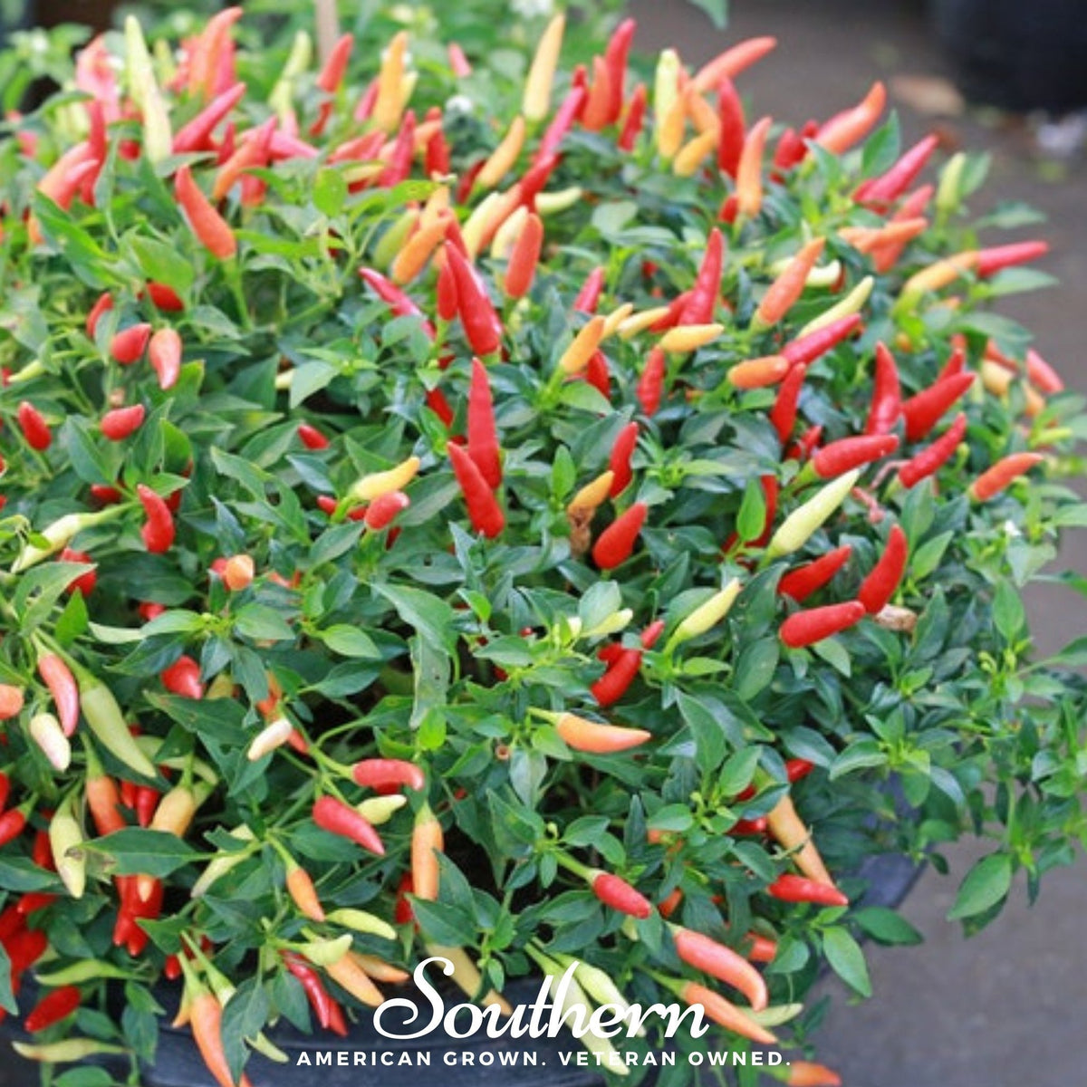 Bird's Eye Chili Seeds – 30 Heirloom Thai Pepper, Capsicum frutescens, Hot & Spicy, Compact Bush, Bright Red Peppers