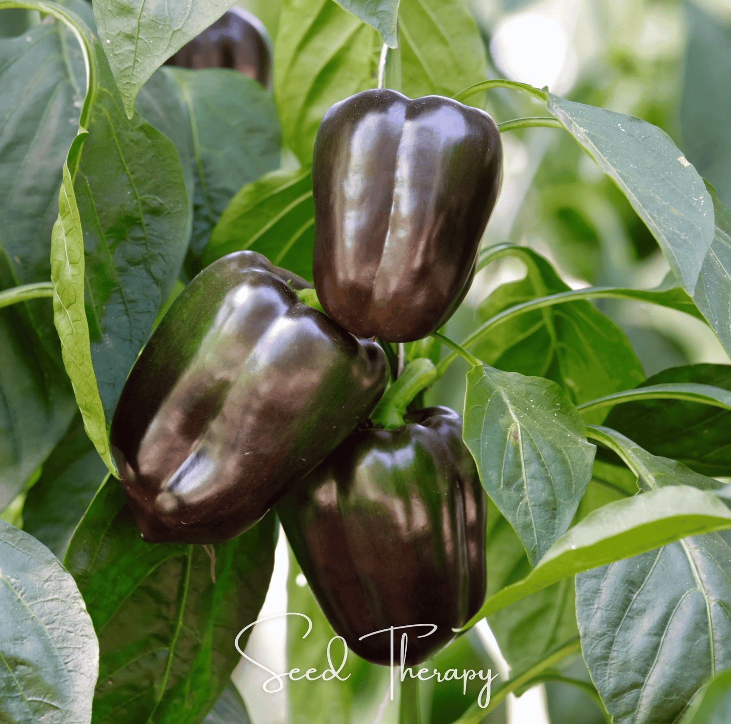 Chocolate Beauty Bell Pepper Seeds – Heirloom, Non-GMO, Sweet, 30 Seeds, Capsicum annuum