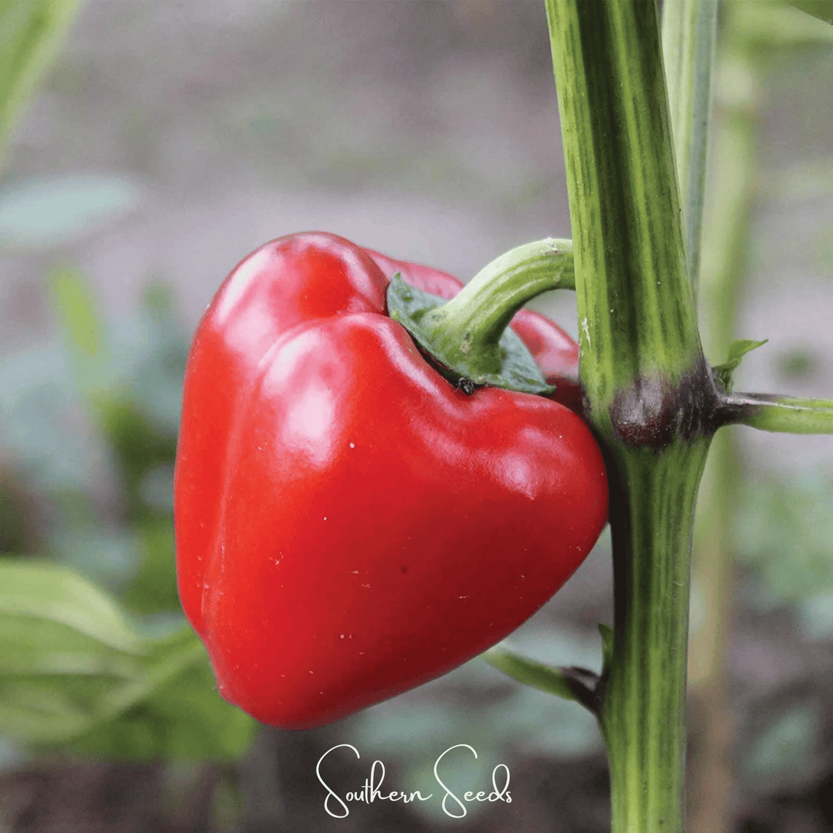 Pimento Sweet Pepper Seeds – Heirloom, Non-GMO, 25 Seeds, Capsicum annuum, Red, Juicy, Thick Walls, Sweet Flavor, Open Pollinated