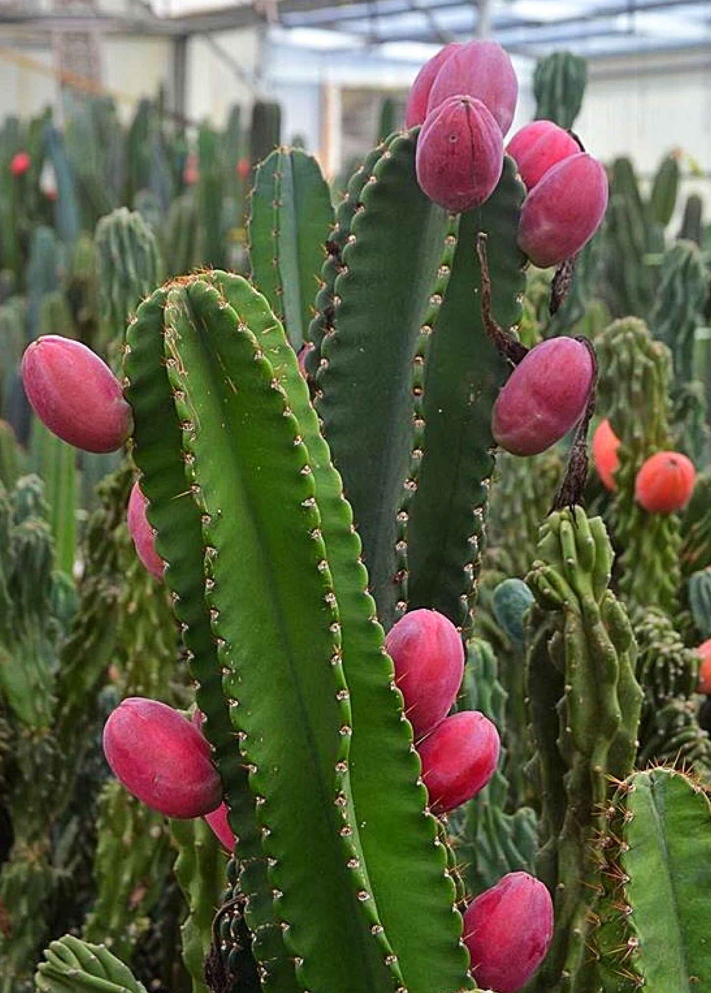 Peruvian Apple Cactus Cereus repandus Hardy Night-Blooming Fruit-Bearing Cactus
