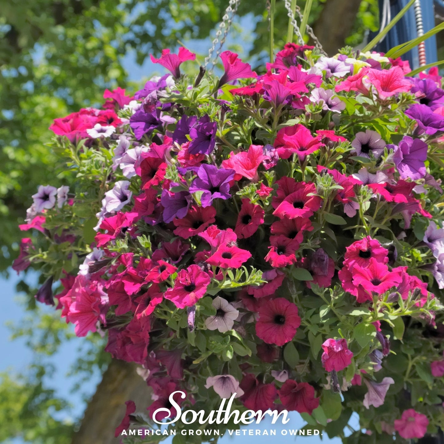 Dwarf Petunia Mix Seeds – Vibrant Heirloom, Trumpet-Shaped Flowers, Compact Growth, Annual, Petunia × atkinsiana