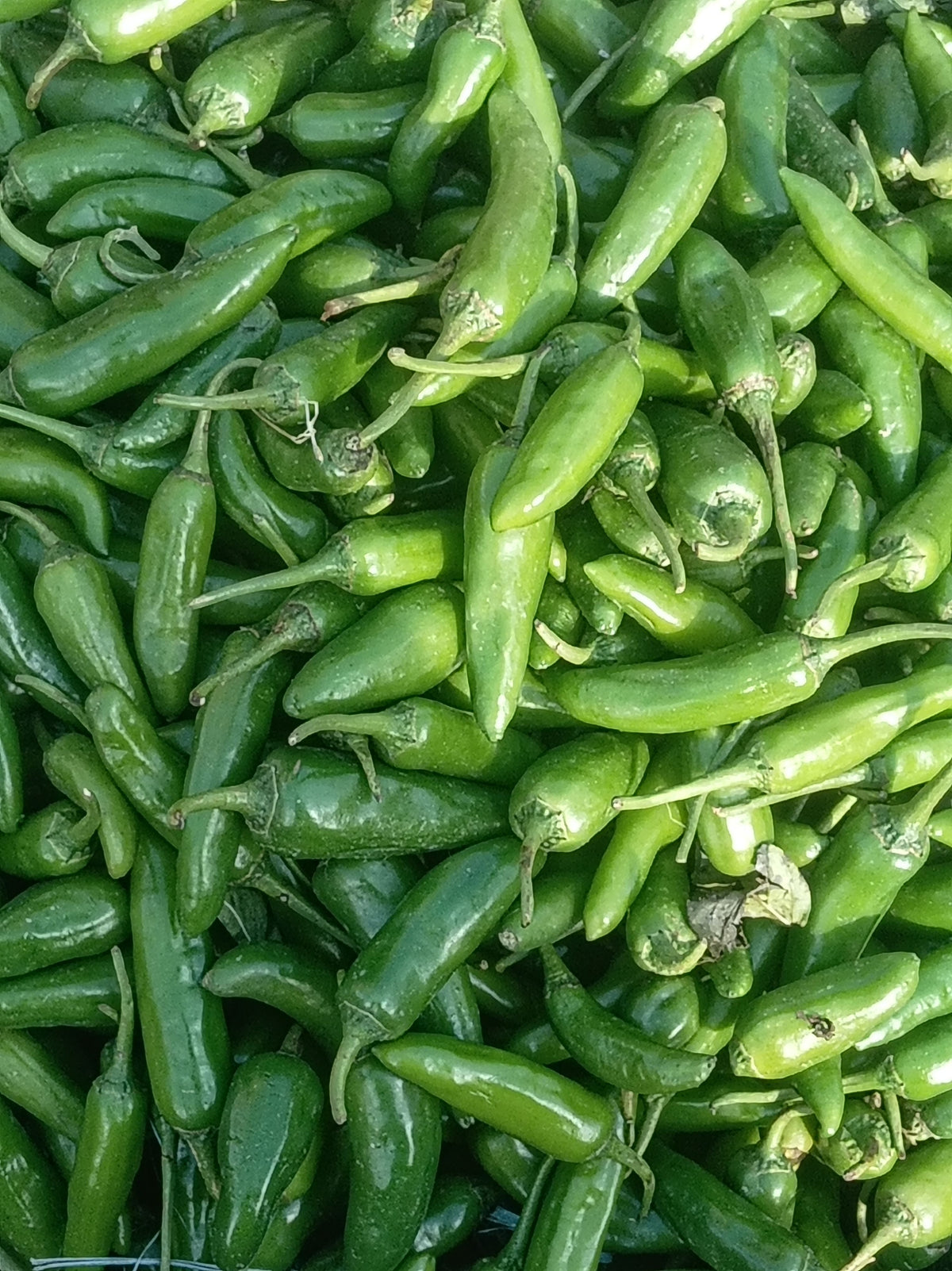 3 Live Green Jalapeño Chili Pepper Plants – Capsicum annuum Starter Plants for Gardens