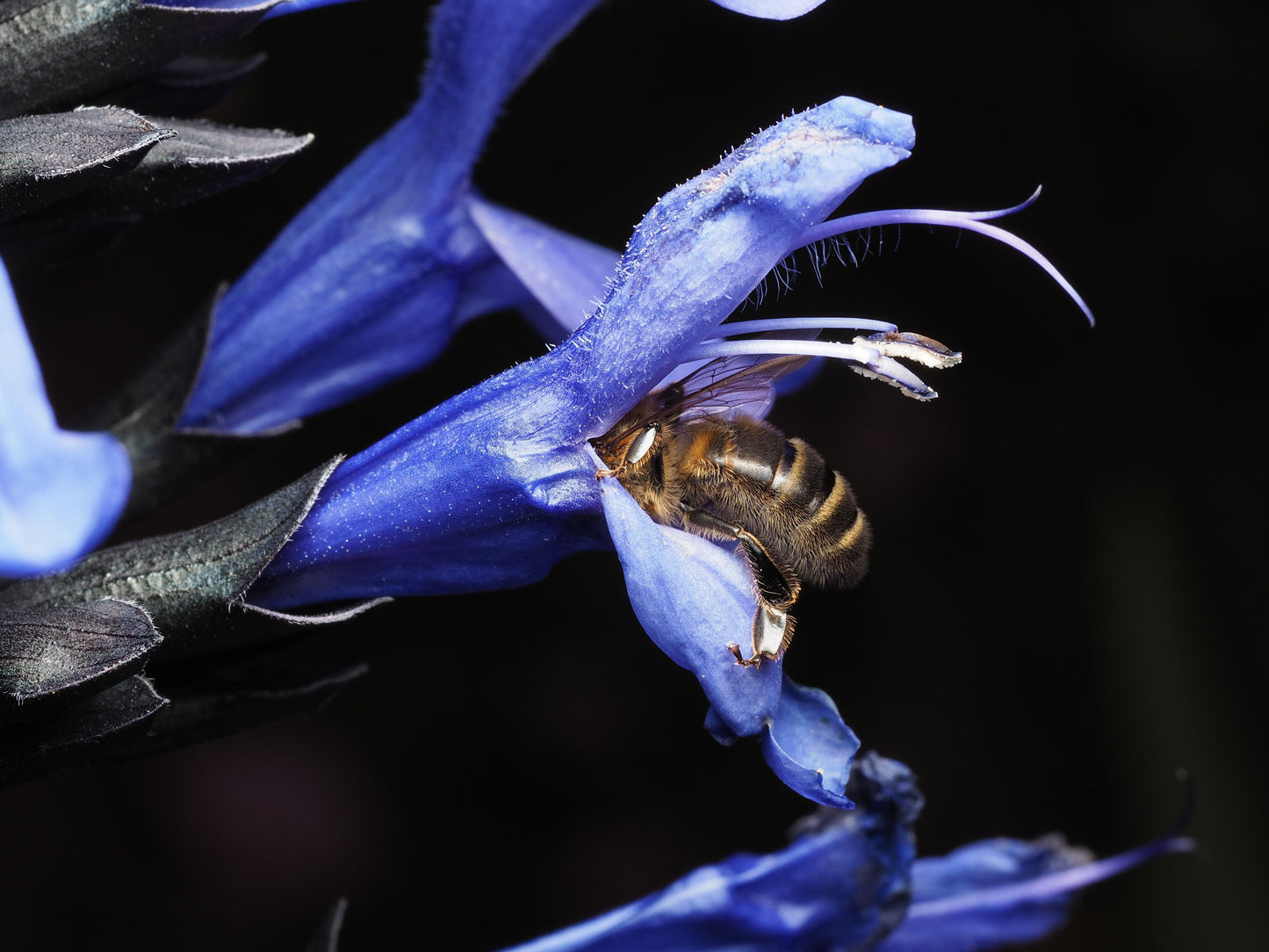 Black and Blue Salvia Live Starter Plant | 5-8 Inches | Deep Blue Flowers | Salvia guaranitica