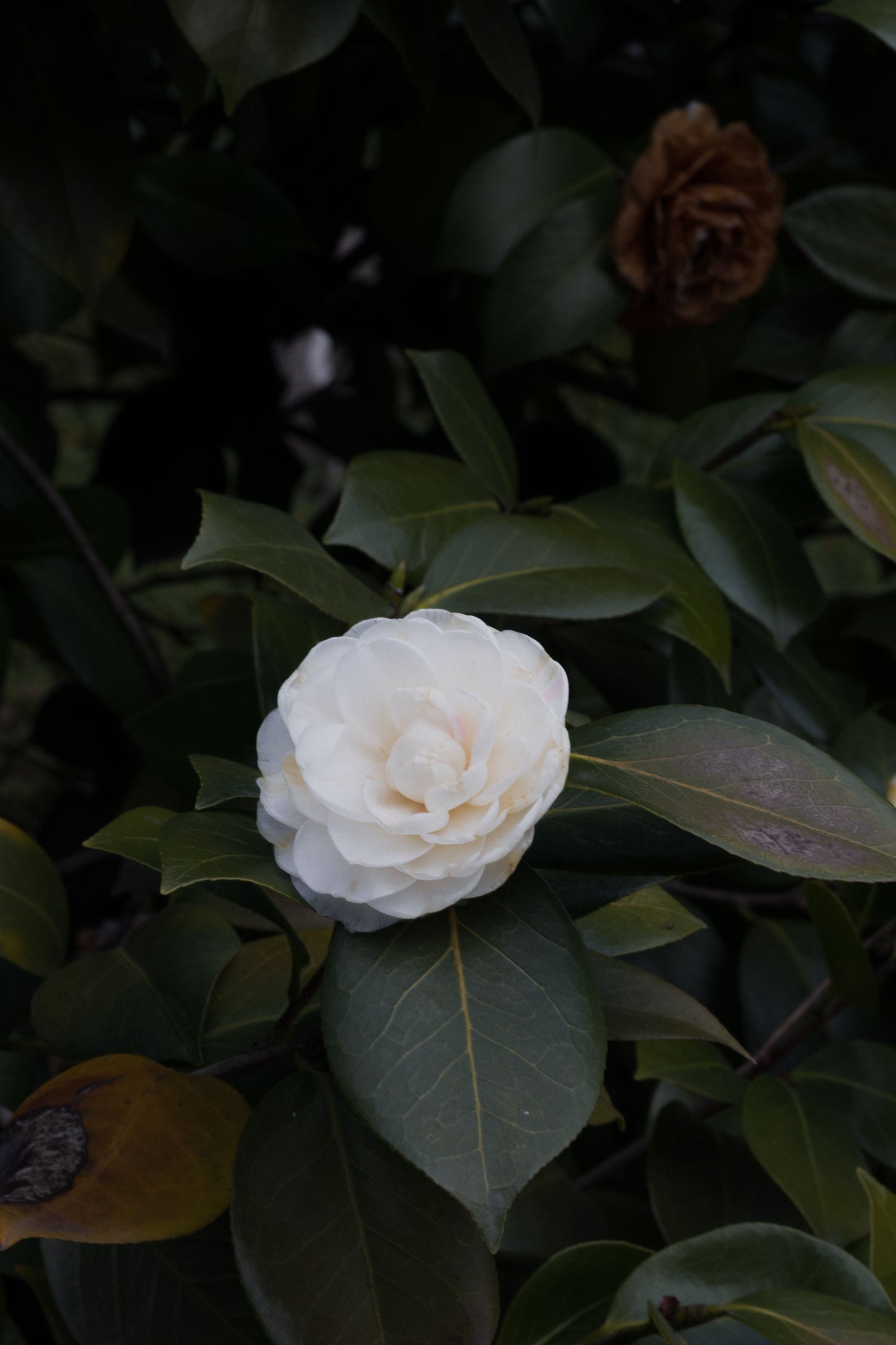 Nuccio's Gem Camellia Japonica Live Starter Plant - Well-Rooted Evergreen Shrub in Pot
