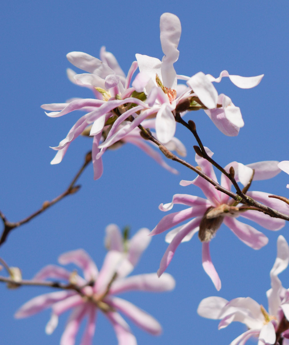 Leonard Messel Magnolia Live Plants Set of 2 - 3.5 Inch Pots, Pink Purple Spring Blooms
