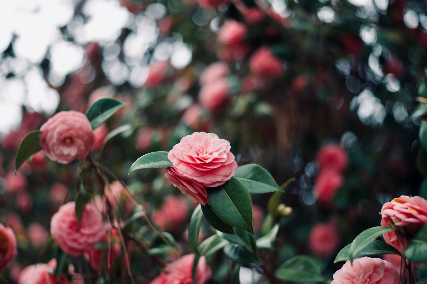 Mrs. Lyman Clarke Camellia Live Starter Plant – Camellia japonica – Well-Rooted Evergreen Shrub in Nursery Pot