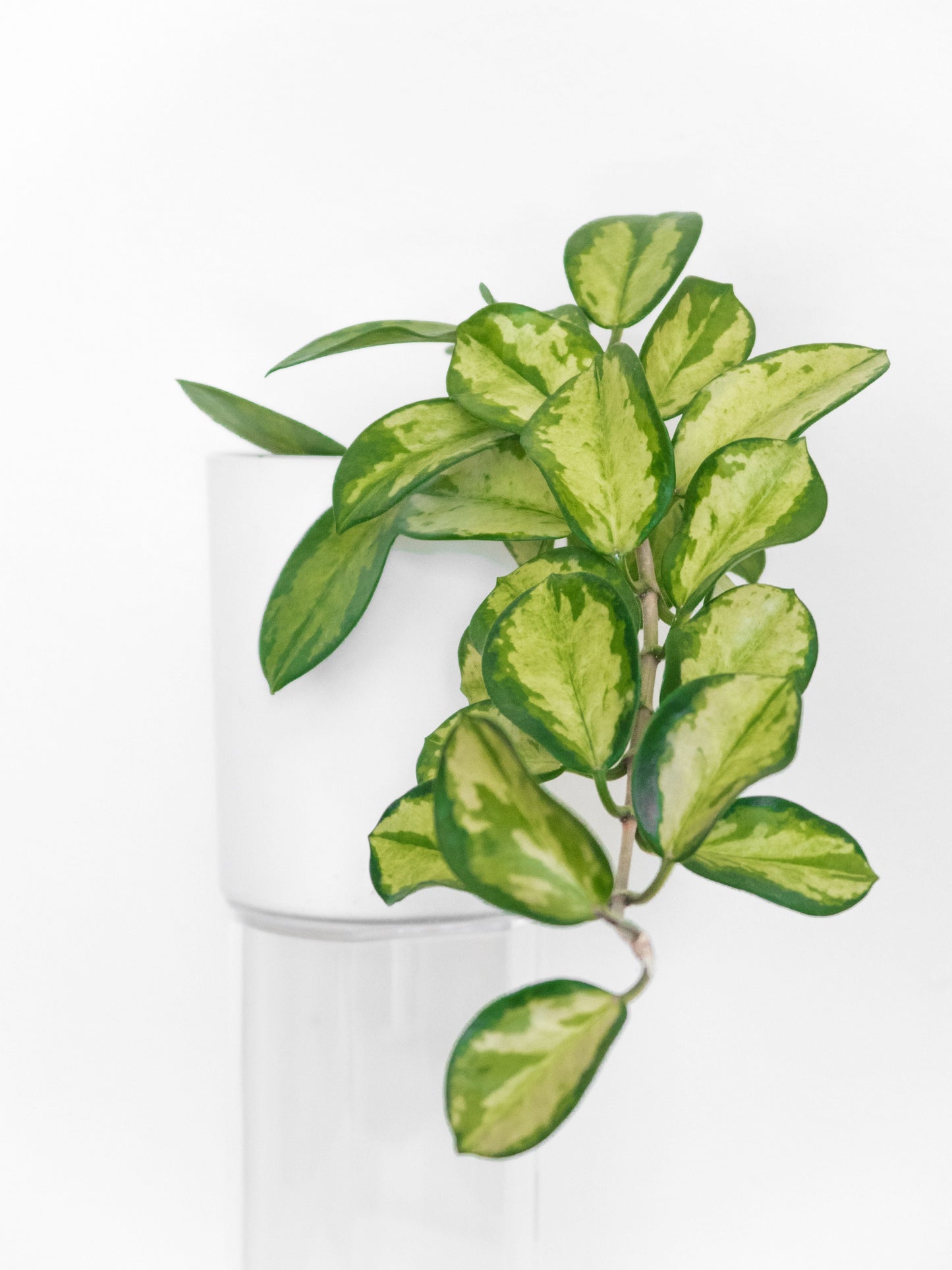 Hoya Australis Lisa Variegated Live Houseplant in 4 Inch Pot - Indoor Tropical Plant