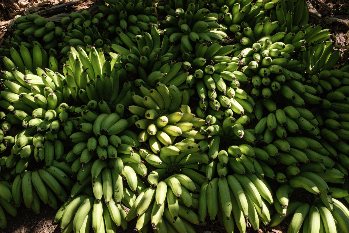 Live Tropical Banana Plant in Gallon Pot | Musa 'Grand Nain' Fruit Bearing Tree