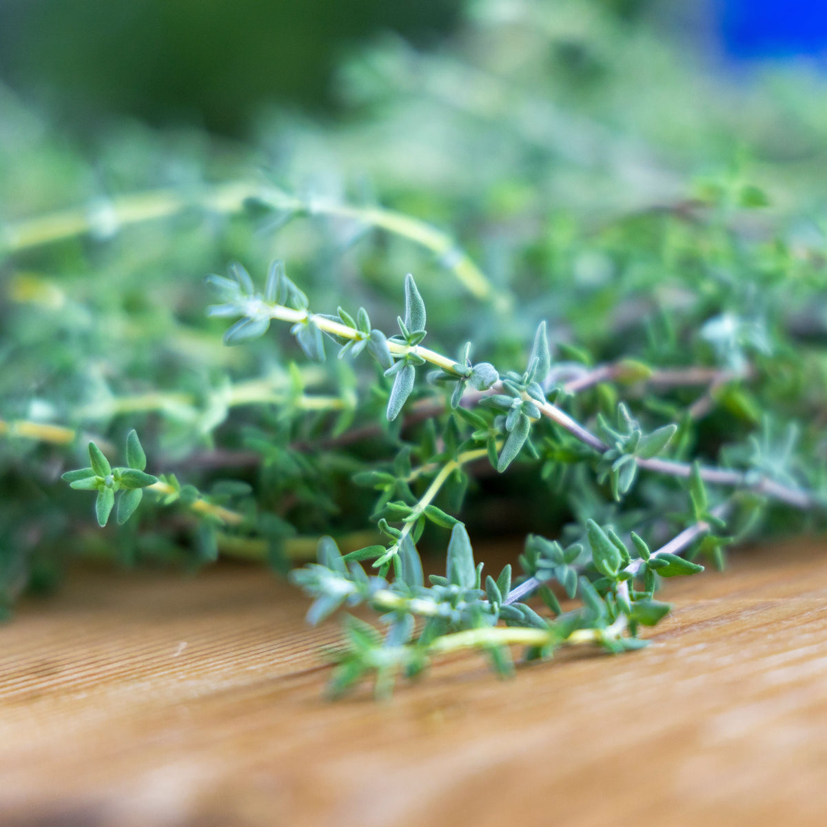 English Thyme Live Plants – 3 Starter Herb Plants, Thymus vulgaris, Culinary Herb, Perennial, Container Friendly