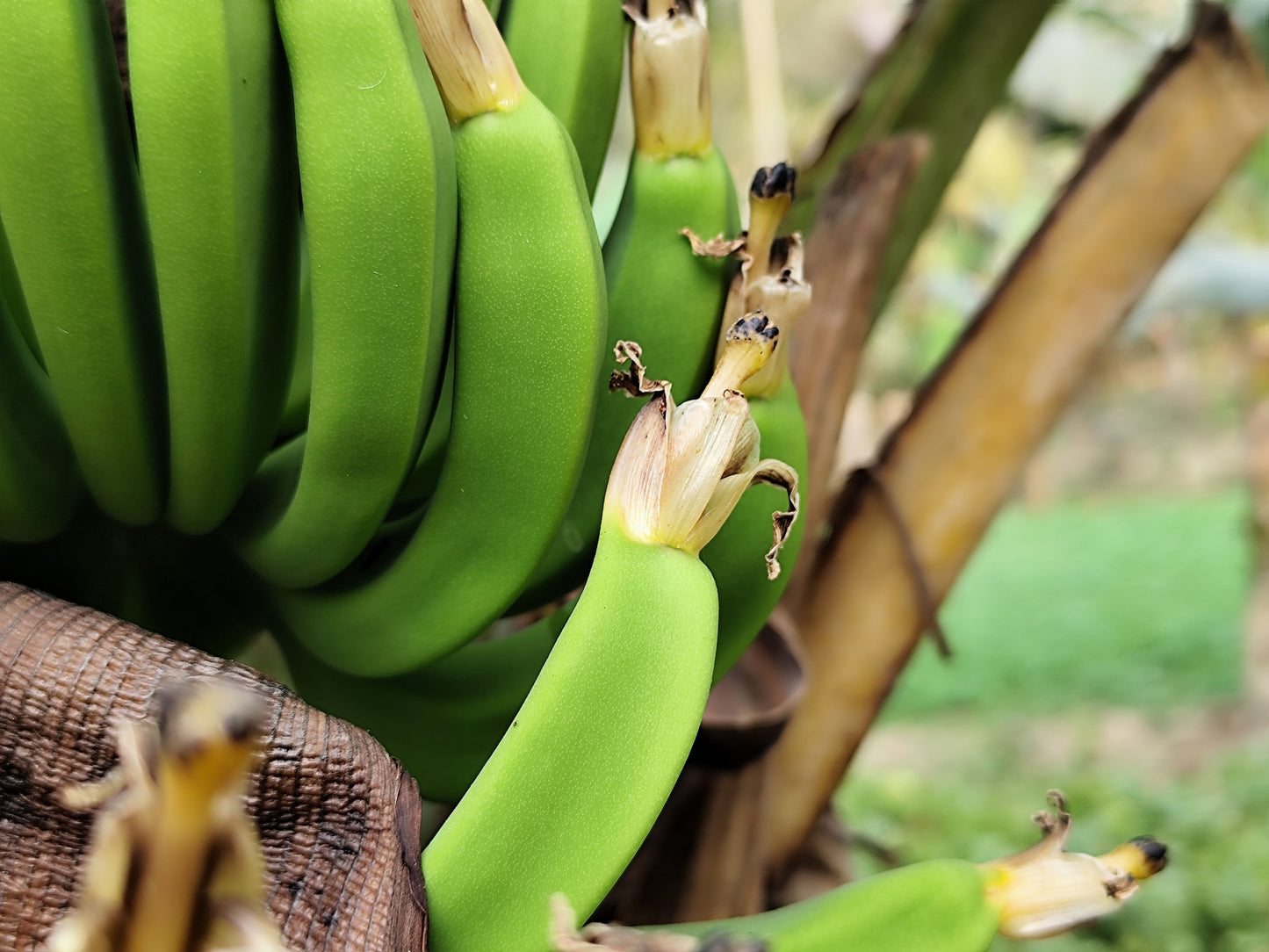 Basjoo Banana Tree Live Starter Plant – Cold Hardy Musa basjoo – Well Rooted 3–12 Inch Plant in Pot