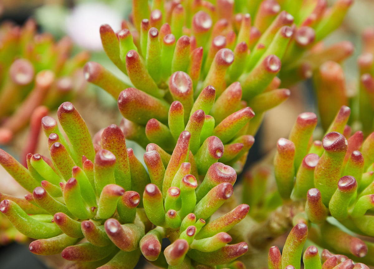 Crassula pubescens Live Succulent – Jersey Pigmyweed in 2 Inch Pot