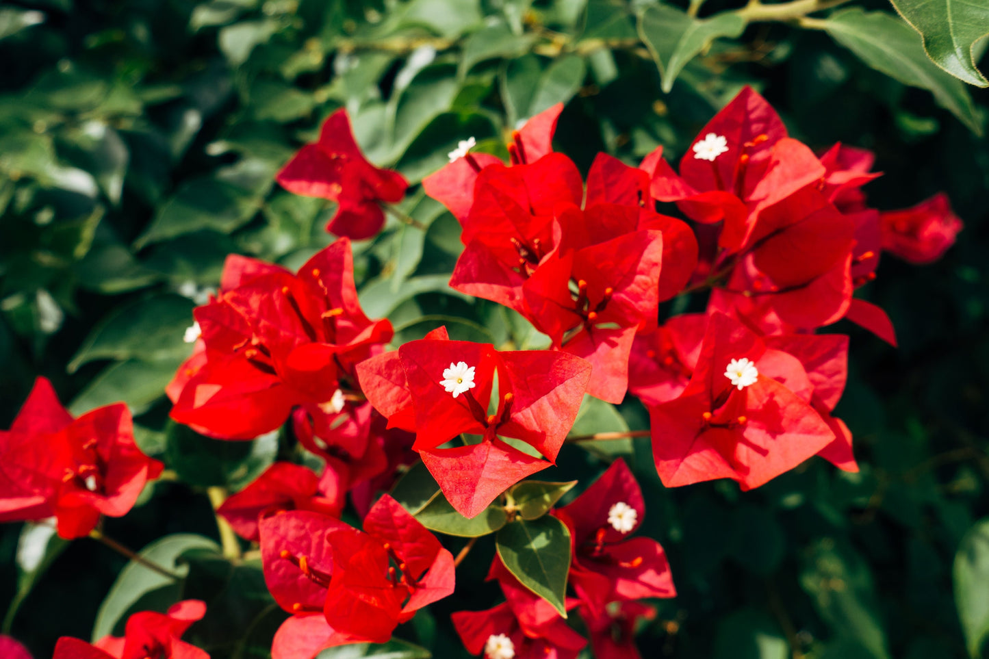 San Diego Red Bougainvillea Live Starter Plant – Well Rooted Plug for Tropical Gardens