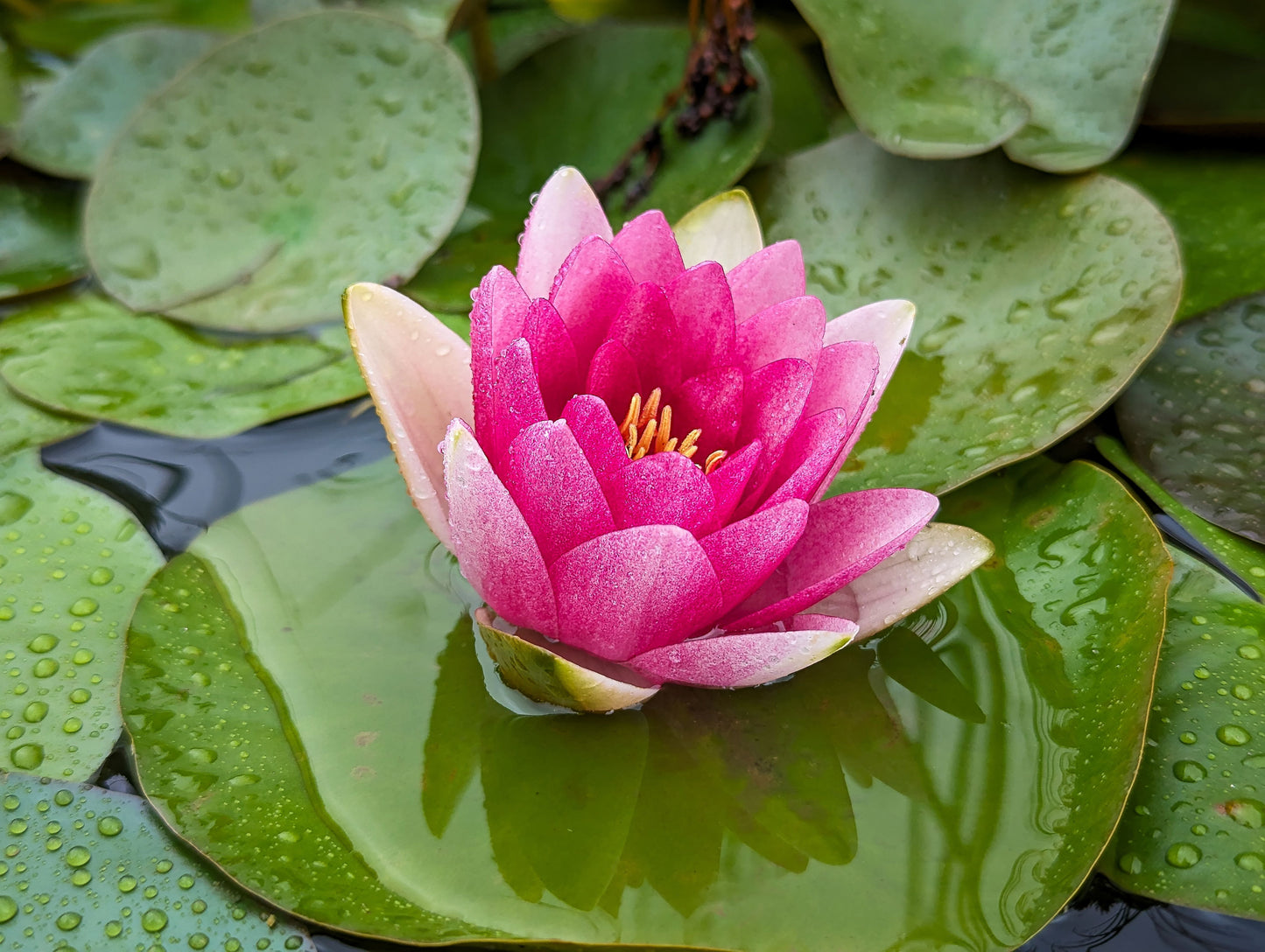 Red Hardy Water Lily Tuber Live Aquatic Pond Plant Nymphaea Water Garden Flower Tuber