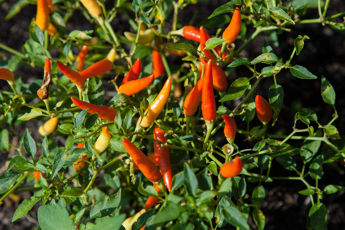 Pequin Mexican Chili Live Pepper Plants - Lot of 3 - Capsicum annuum