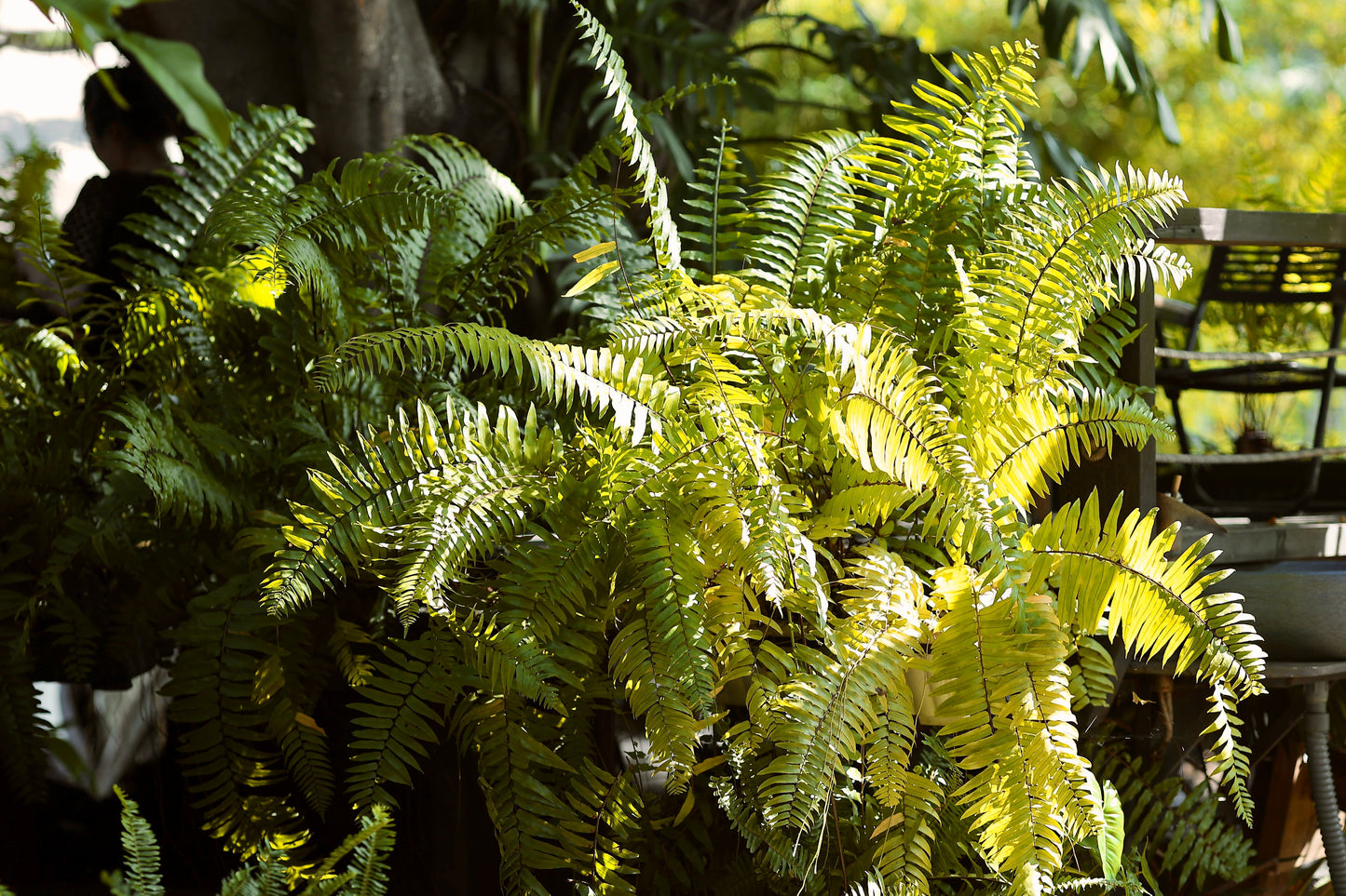 Ghost Fern Live Plants – 3 Rooted Starters in 1 Qt Pots, Athyrium 'Ghost' Silver Green Fern, Shade Garden Perennial