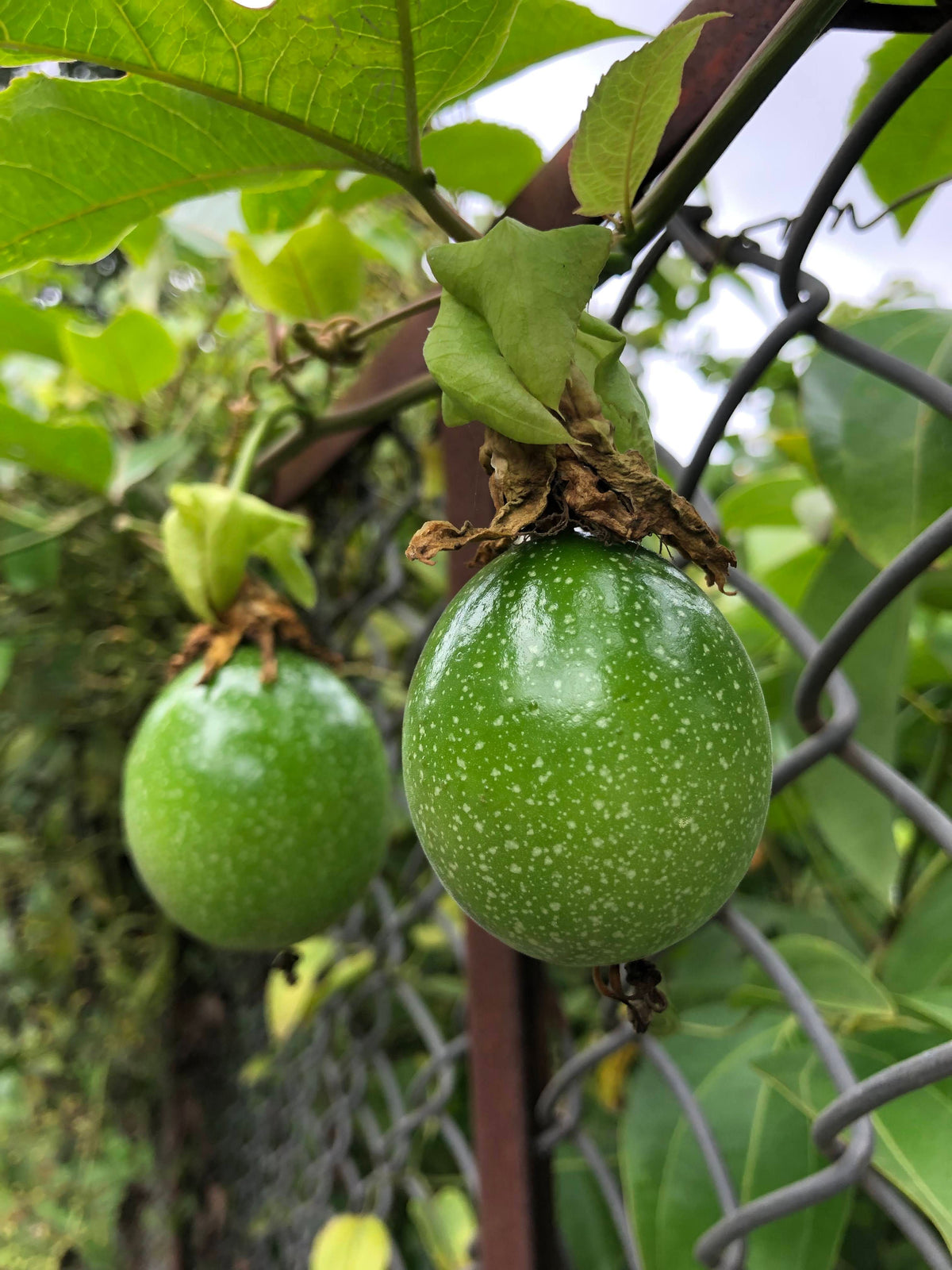 Giant Granadilla Passion Fruit Live Starter Plant – Passiflora quadrangularis