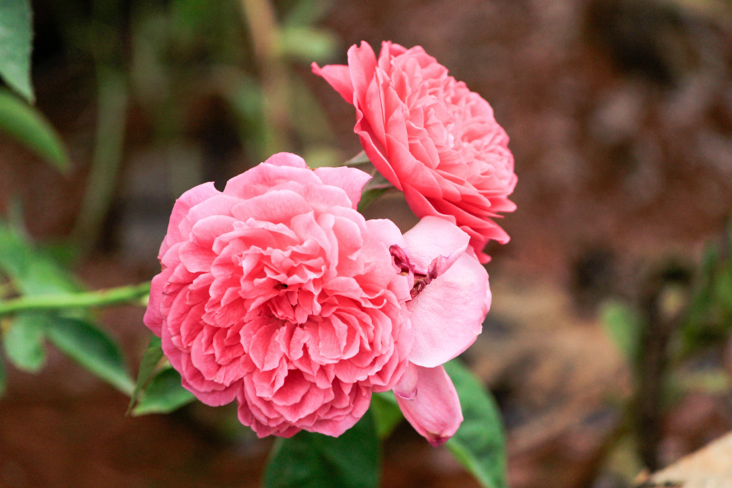 AUSap English Rose Live Plant – Own Root Rose in 6 Inch Deep Pot