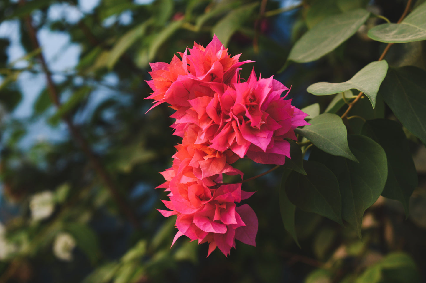 Double Red Bougainvillea Live Starter Plant – Well Rooted Plug