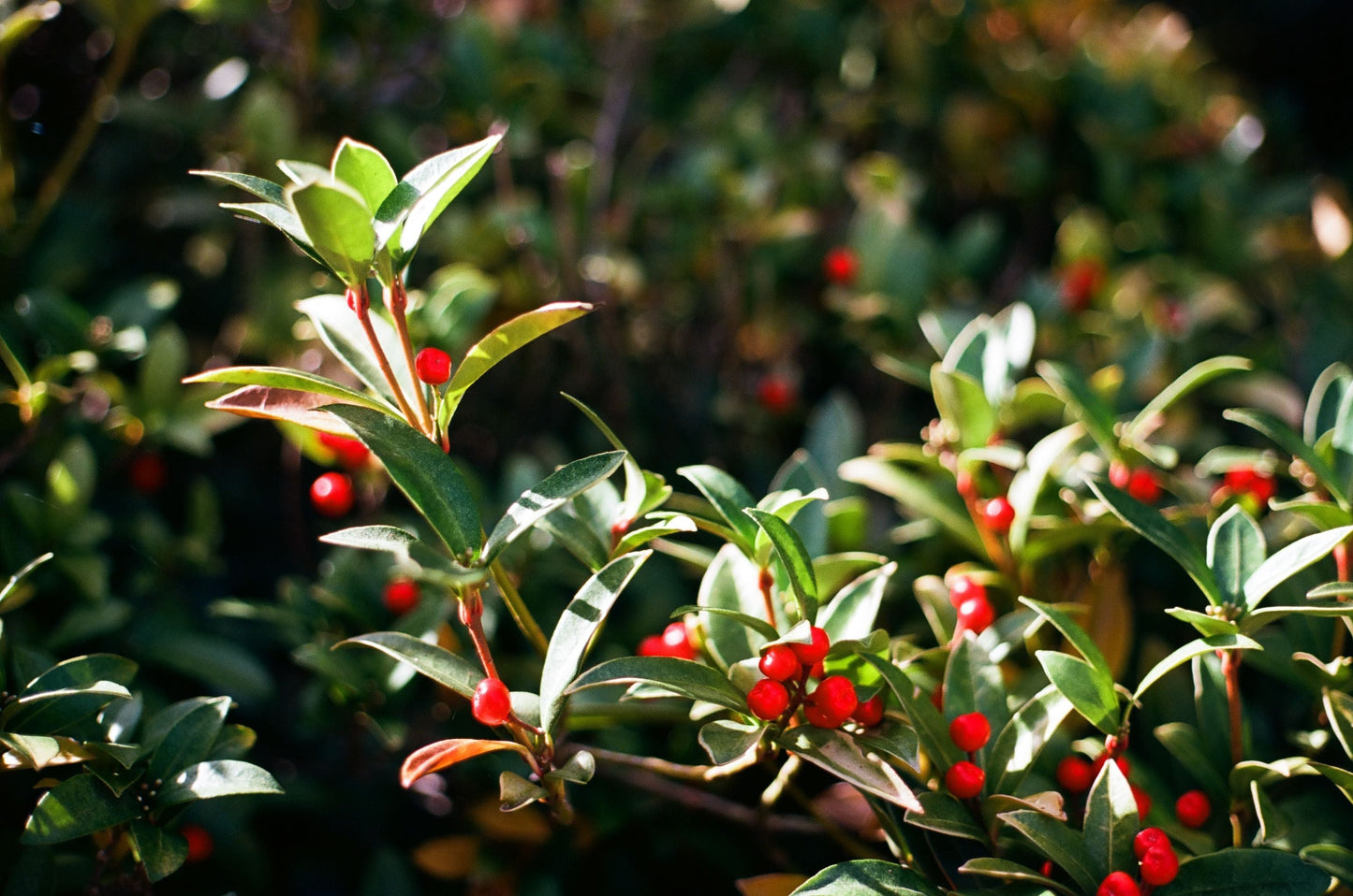 Nellie R. Stevens Holly Starter Plant – Evergreen Holly Tree for Privacy Screens and Hedges