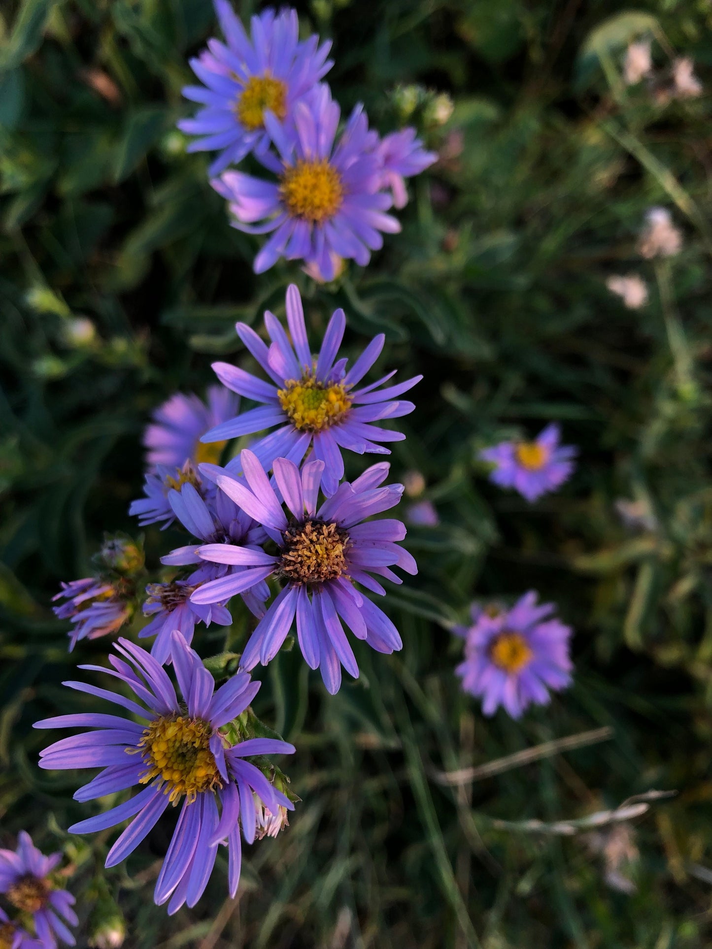 Little Carlow Aster Live Plants – 3 Rooted Perennial Starters in 1 Qt Pots, Blue Purple Flowers, Symphyotrichum cordifolium
