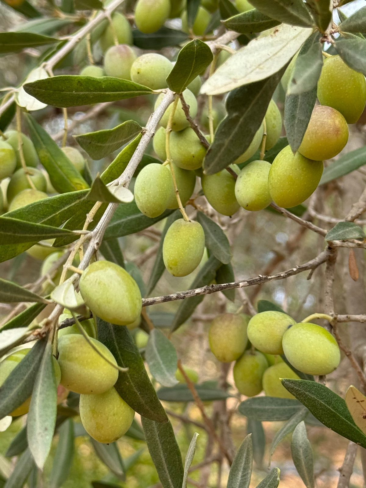 Arbequina Olive Tree Live Starter Plant 6-10 Inches Tall | Olea europaea