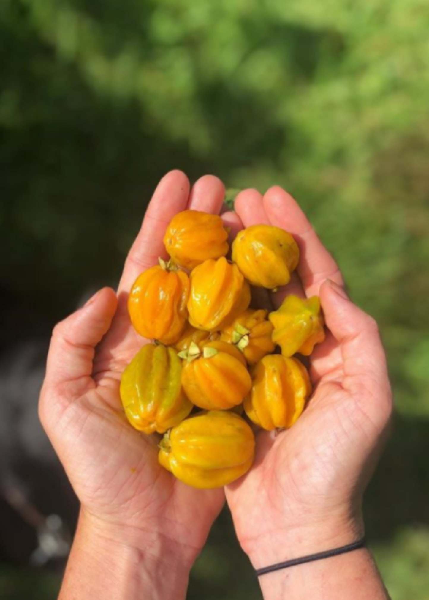 Pitangatuba Fruit Tree - Bright Yellow Eugenia neonitida - Unique Tart and Sweet Flavor, Fast Growing, Rare Brazilian Fruit Plant