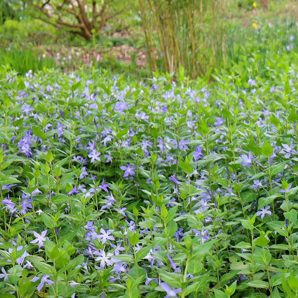 10 Rooted Vinca Major Cuttings – Evergreen Ground Cover, Periwinkle Plant Starts, Drought-Tolerant Landscaping Plants