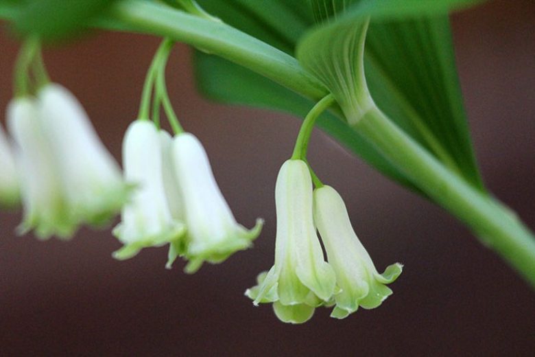 Bare-Root Solomon’s Seal Plants 5 Pack | Polygonatum biflorum Native Shade Perennial with White Bell Flowers