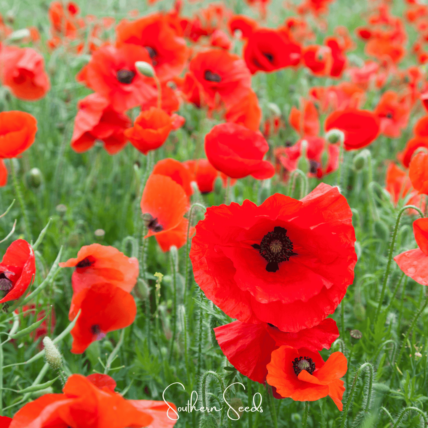American Legion Poppy Seeds – Heirloom Scarlet Red Papaver Rhoeas – Easy Grow Annual for Wildflower Gardens & Memorial Displays