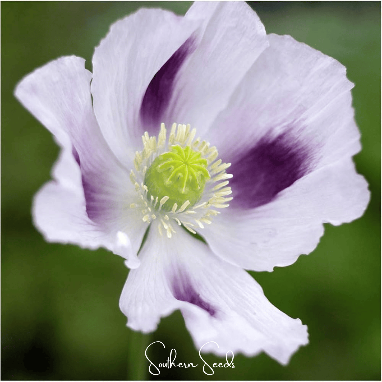 Blue Moon Poppy Seeds – Heirloom Papaver somniferum for Garden & Dried Seed Pods, 250 Seeds