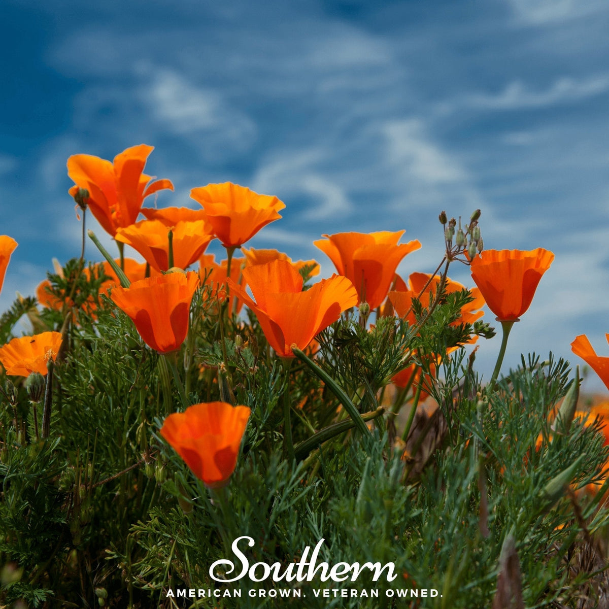 Orange California Poppy Seeds – Eschscholzia californica, Heirloom Wildflower, Drought-Tolerant, Native, Annual, 200 Seeds