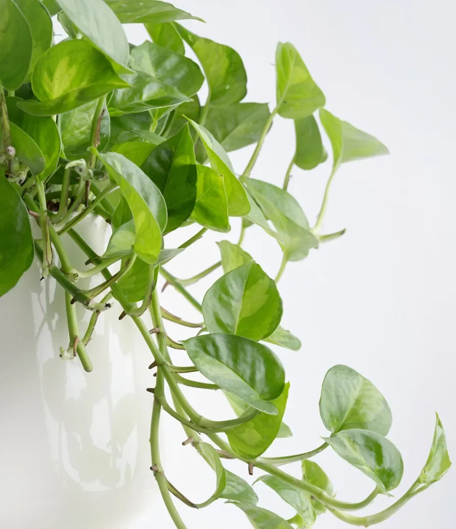 Global Green Pothos Rooted Plant in 2" Pot, Variegated Epipremnum aureum, Indoor Vine, Easy Care Houseplant