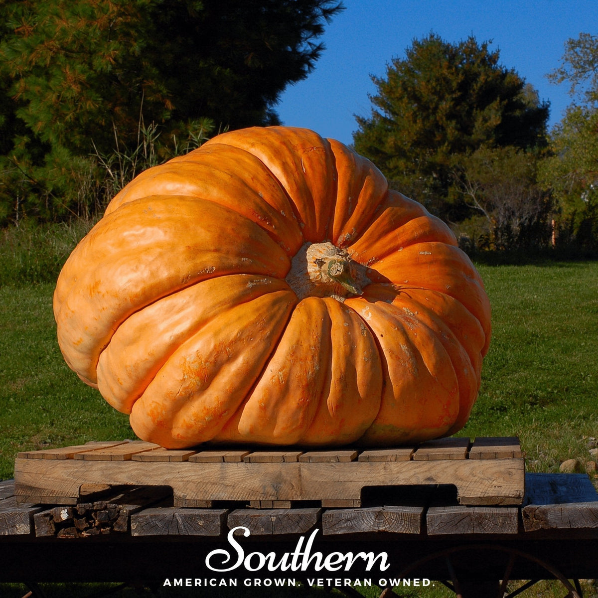Dill's Atlantic Giant Pumpkin Seeds – Heirloom Cucurbita Maxima for Giant Pumpkin Growing, Prize-Winning, Large Fruit