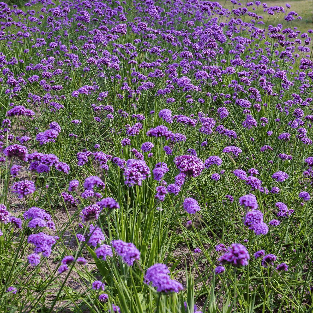 Purple Top Vervain Seeds – Verbena bonariensis Heirloom, Butterfly Magnet, Long Bloom Season, 100 Seeds