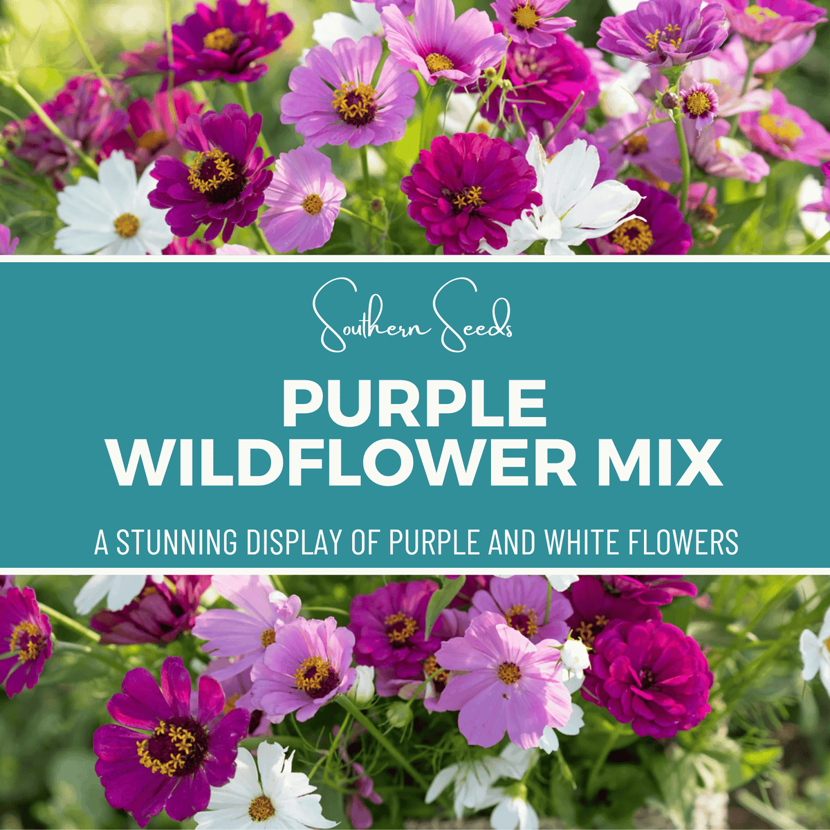 Purple Wildflower Seed Mix – 1,000 Seeds, Cosmos & Zinnia, Annual Flower Seeds for Garden, Bed, Container, USDA Zones All