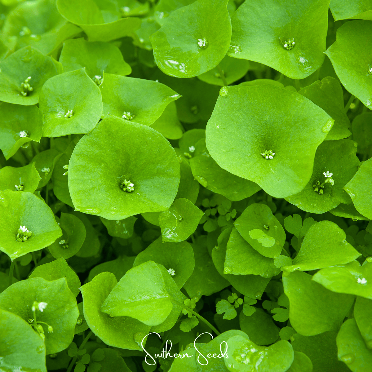 Winter Purslane Seeds, Miner’s Lettuce, Claytonia perfoliata, Heirloom, 100 Seeds, Cool-Season Green for Shade Gardens
