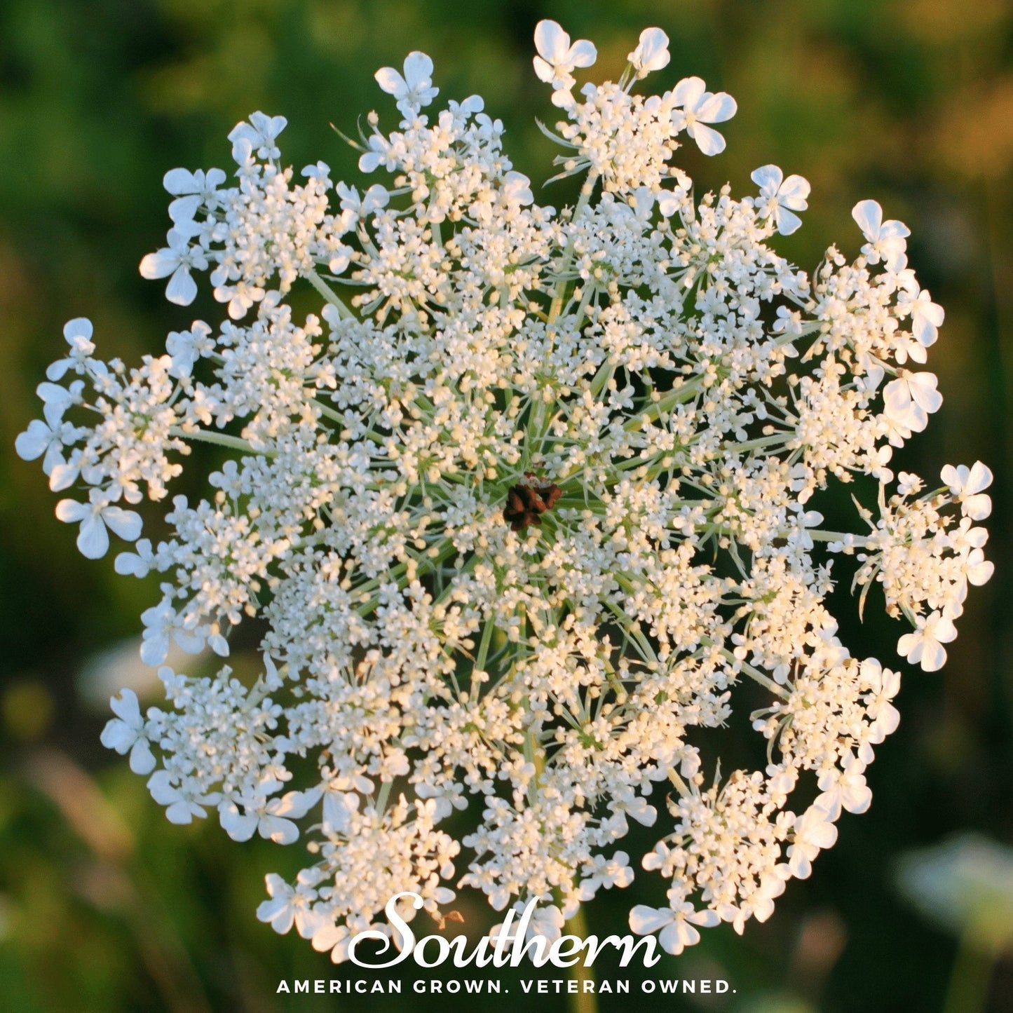 Queen Anne's Lace Seeds – 100 Heirloom Wildflower, Daucus carota, Ornamental, Filler Flower for Gardens & Bouquets