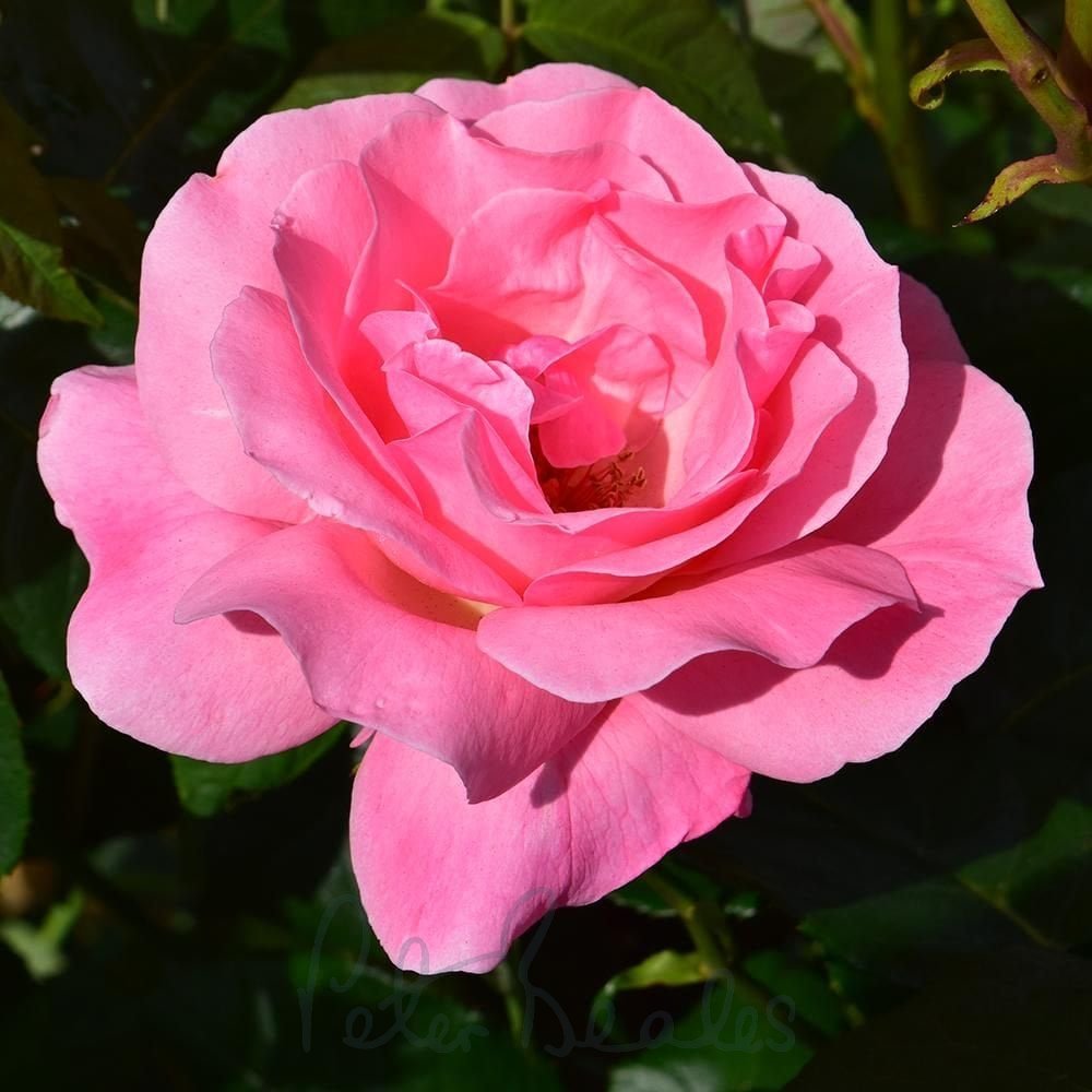 Super Rare Queen Elizabeth Rose Cuttings – 3 Unrooted Propagation Material Rosa ‘Queen Elizabeth’ Grandiflora